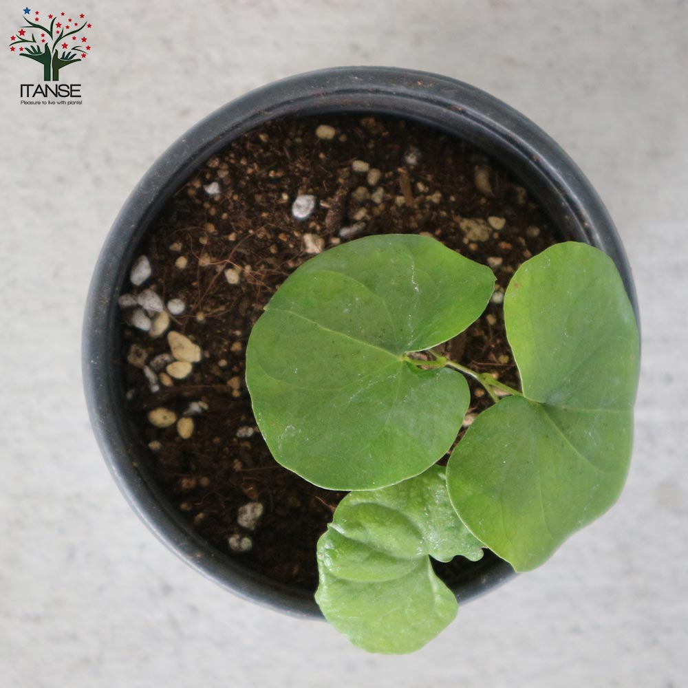 亀甲竜(きっこうりゅう) 【多肉植物 2.5~3号ポット苗 つる性の多肉植物】