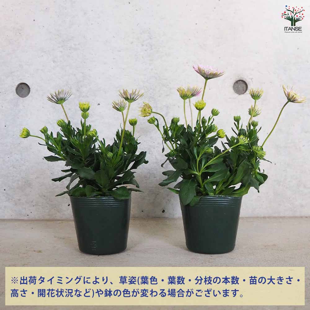 オステオスペルマム ロココ 【花苗 3.5号ポット】｜ 【植物の