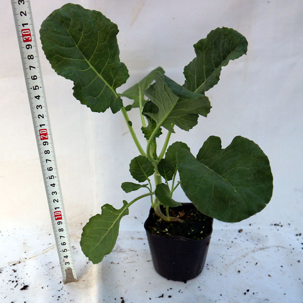 「極旨!ロマネスコ ユーロスター カリフラワーの苗 お買い得3個セット」【野菜苗9cmポット お買い得3個セット】