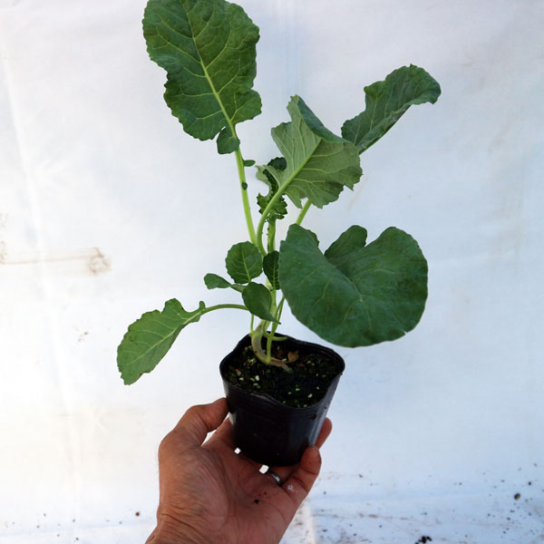 「極旨!ロマネスコ ユーロスター カリフラワーの苗 お買い得3個セット」【野菜苗9cmポット お買い得3個セット】