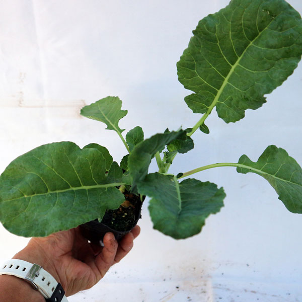 「極旨!ロマネスコ ユーロスター カリフラワーの苗 お買い得3個セット」【野菜苗9cmポット お買い得3個セット】