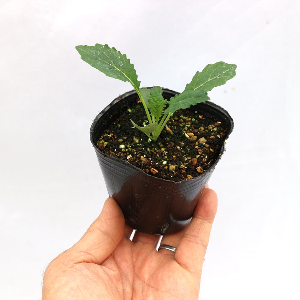 カーボロネロ(黒キャベツ)の苗【野菜苗9cmポット／お買い得3個セット】