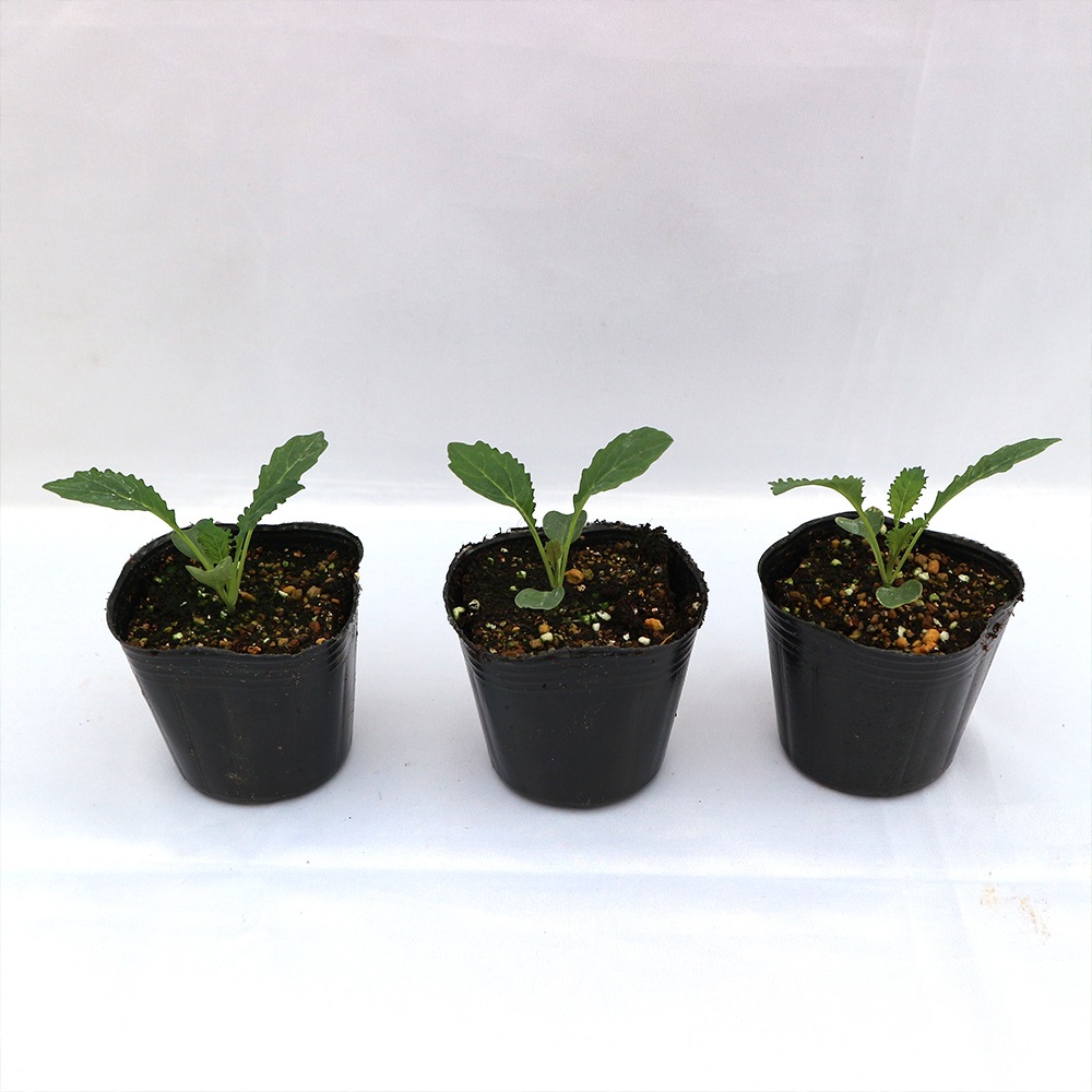 カーボロネロ(黒キャベツ)の苗【野菜苗9cmポット／お買い得3個セット】