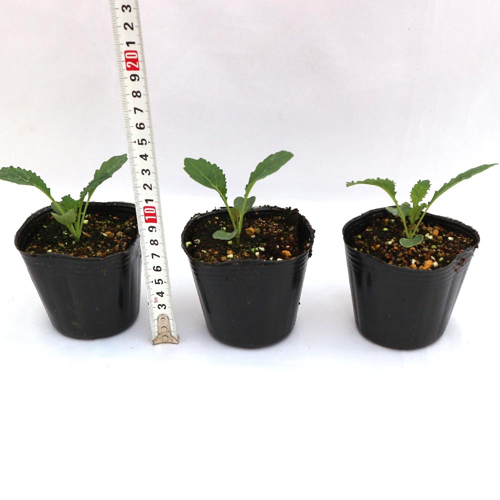 カーボロネロ(黒キャベツ)の苗【野菜苗9cmポット／お買い得3個セット】