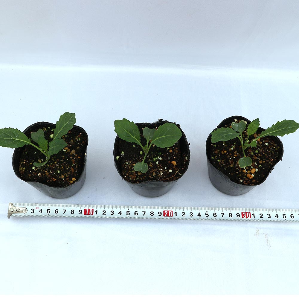 カーボロネロ(黒キャベツ)の苗【野菜苗9cmポット／お買い得3個セット】
