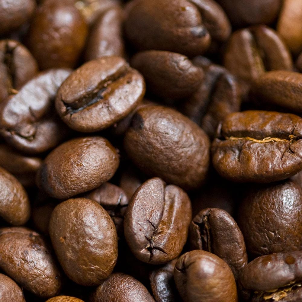 コーヒー　アラビカ種　苗　コーヒーの木 アラビカ種(コーヒーの木の苗) – OKB Coffee