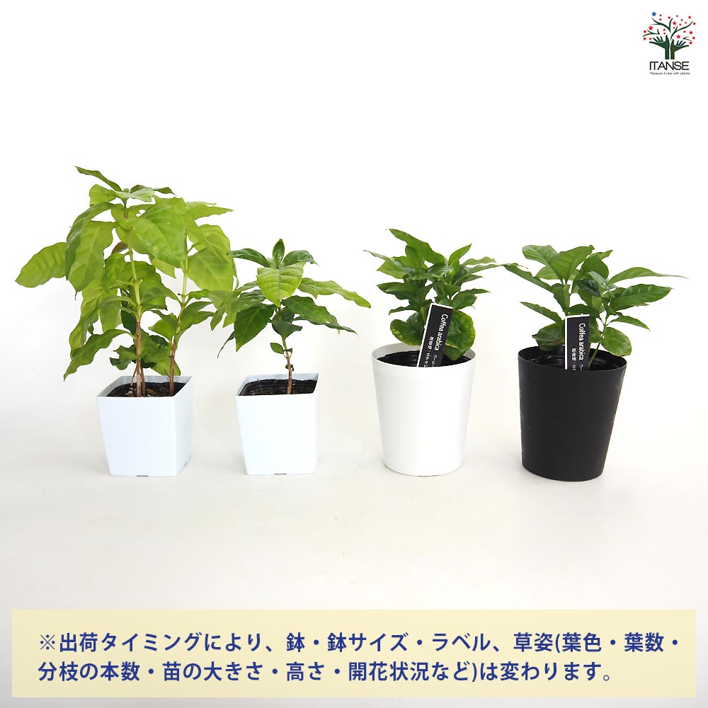 コーヒーの木【果樹苗 9cmポット実生苗／1個】｜ 【植物のITANSE