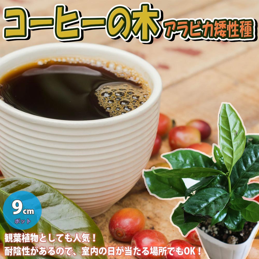 アラビカ種② コーヒー苗木　コーヒーの木　コーヒー Amazon.co.jp: コーヒーの木(コーヒーノキ)品種:アラビカ矮性種