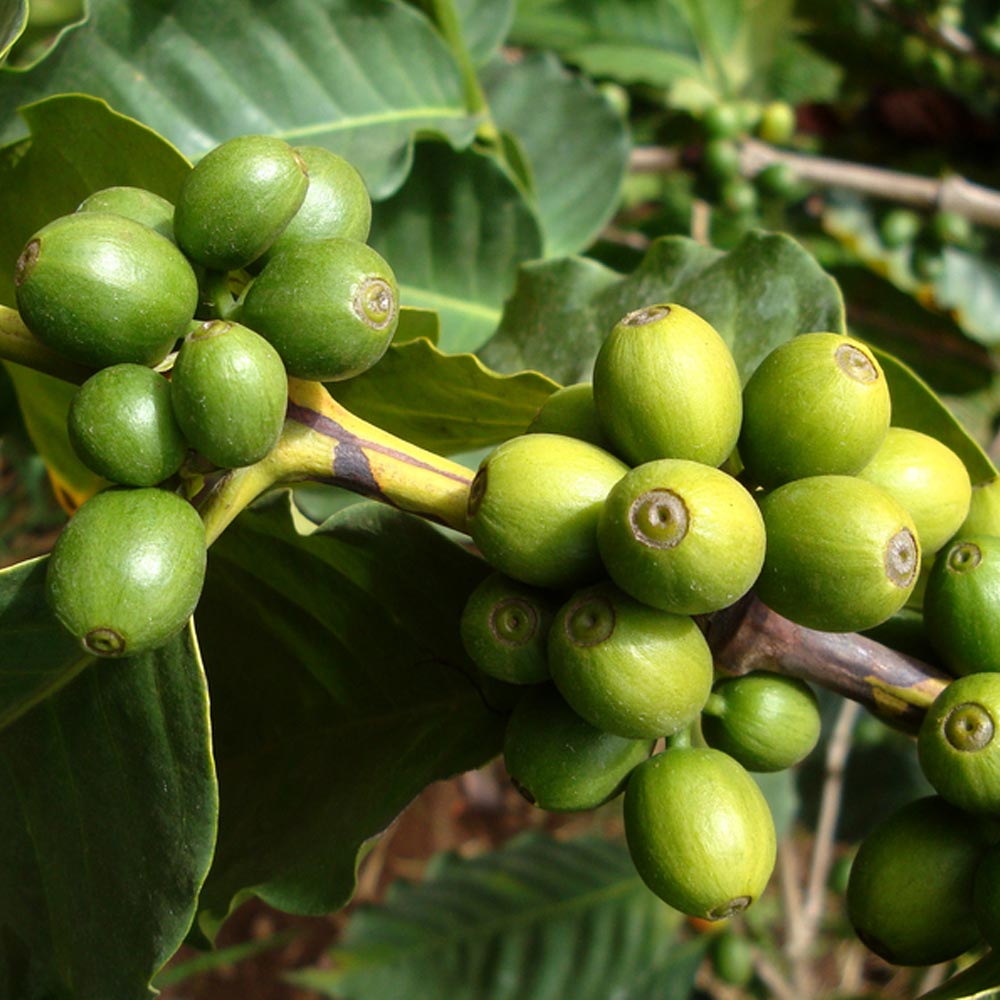 コーヒーの木【果樹苗 9cmポット実生苗／1個】
