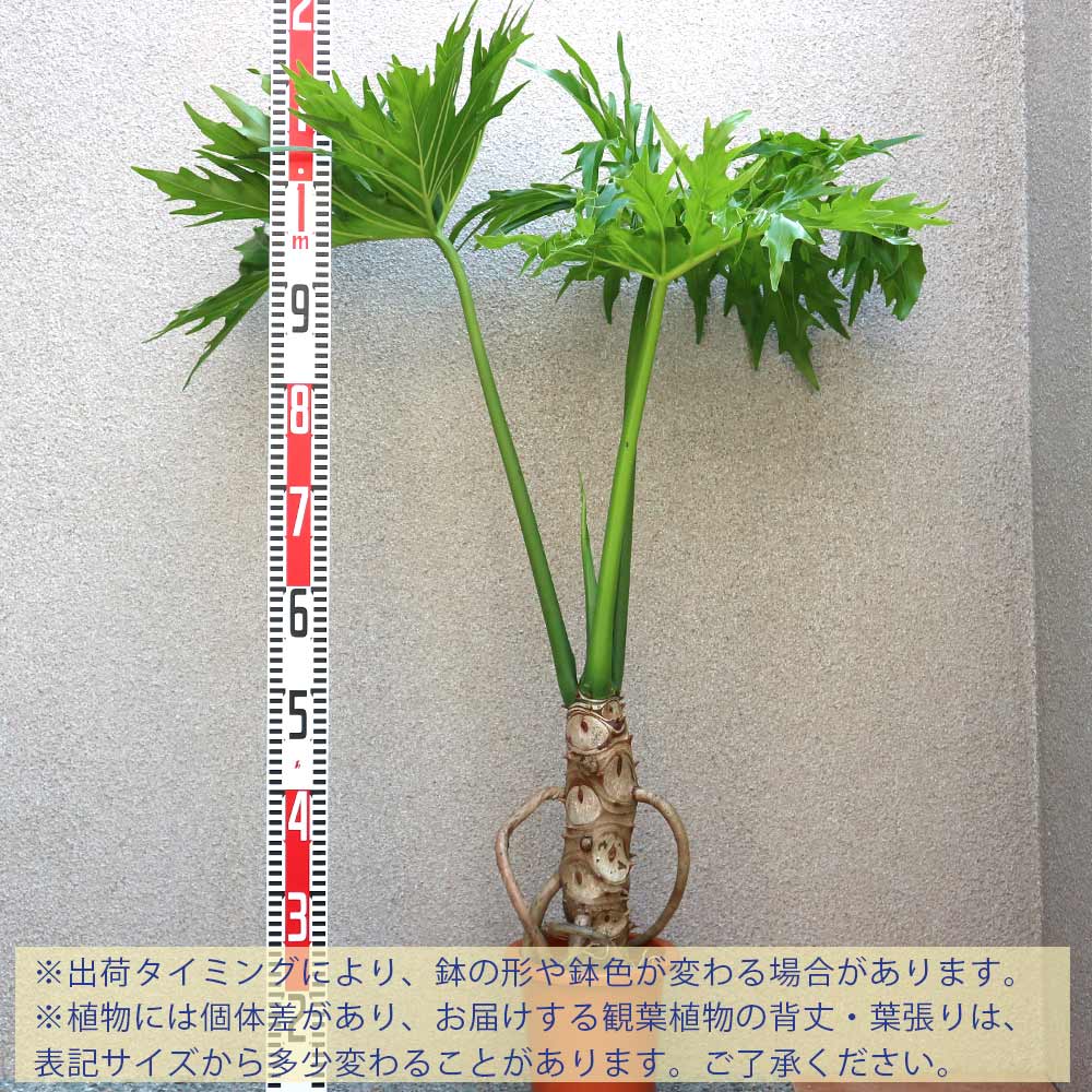 フィロデン ドロン・セローム【中型 観葉植物 6号鉢／1個】｜ 【植物の