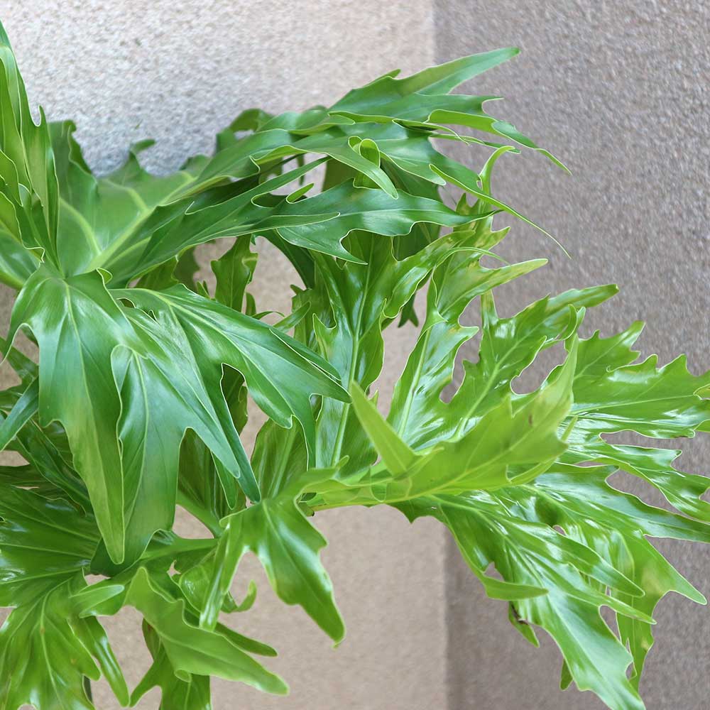 フィロデンドロン・セローム 中型 植物 フィロデン ドロン・セローム【中型 観葉植物 6号鉢/1個