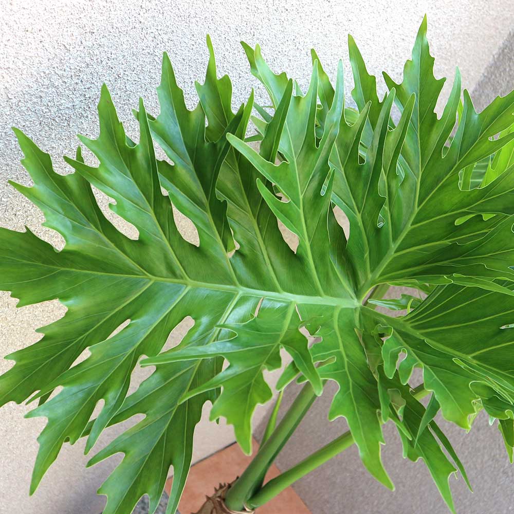 フィロデン ドロン・セローム【中型 観葉植物 6号鉢／1個】