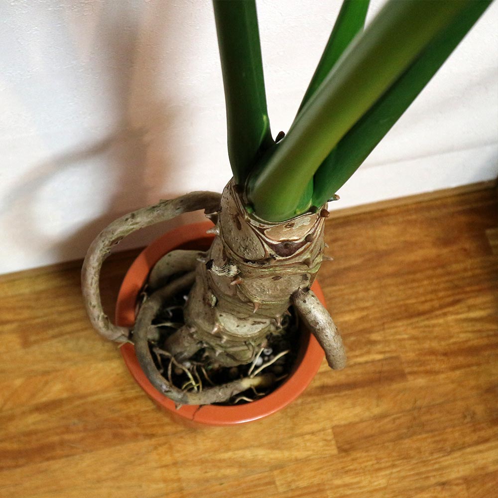 フィロデン ドロン・セローム【中型 観葉植物 6号鉢／1個