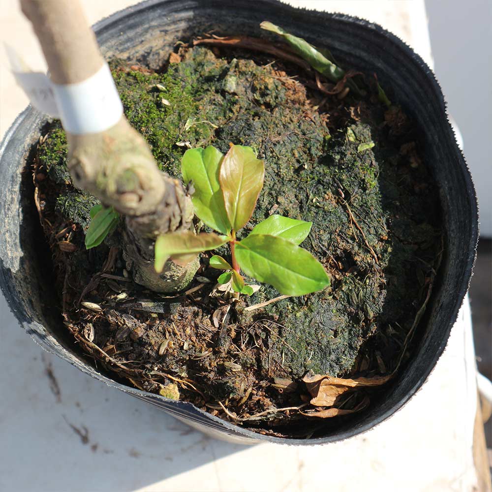 ザクロの苗木 カリフォルニア【果樹苗 2年生 接木苗12～15cmポット／1