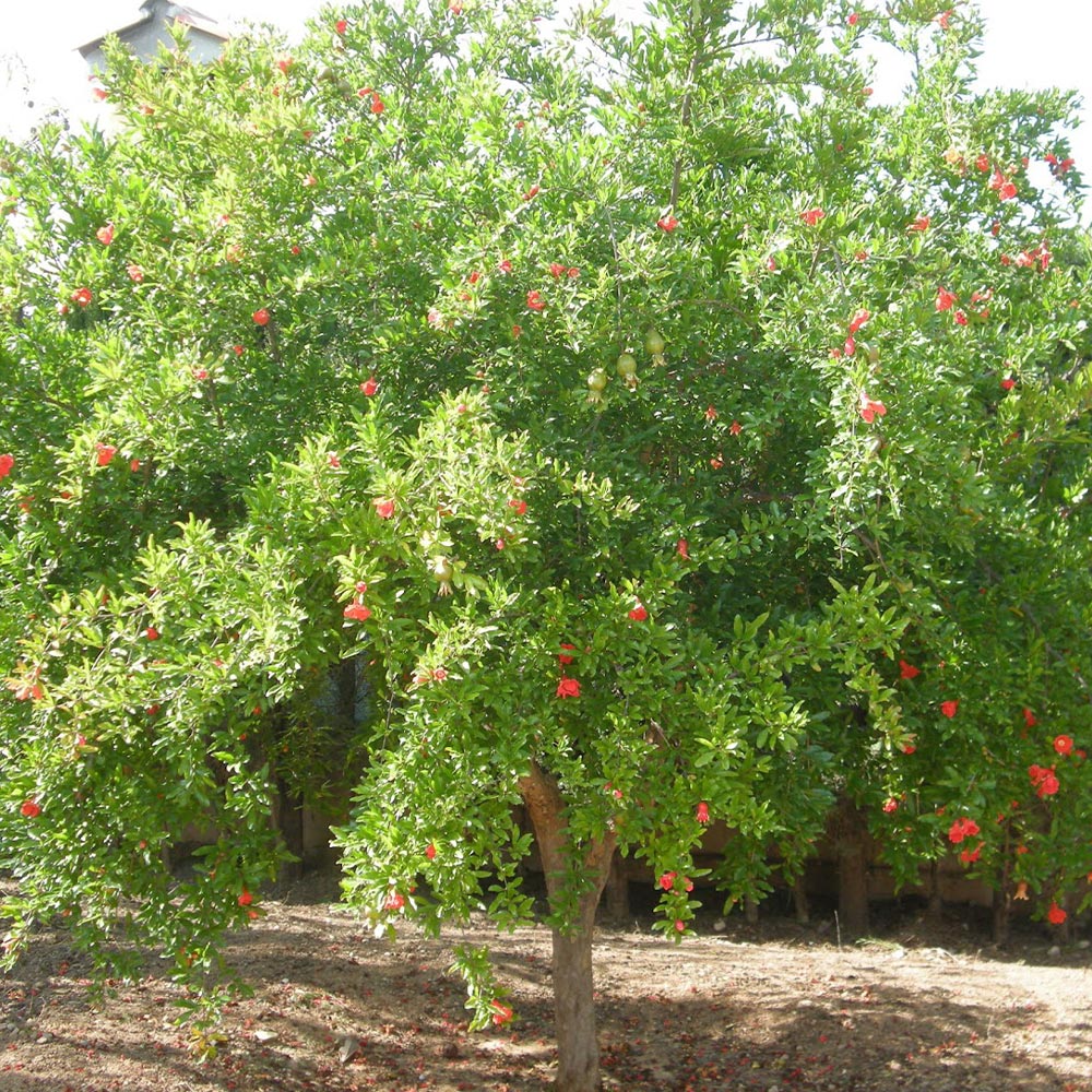 ザクロの木 ザクロ – はなもく散歩
