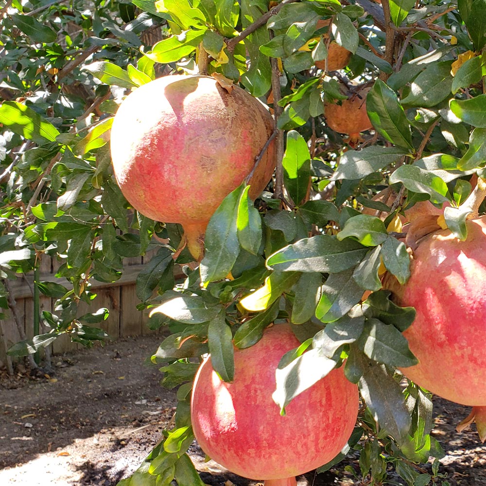 Itanse良品ｾﾚｸﾄ通販