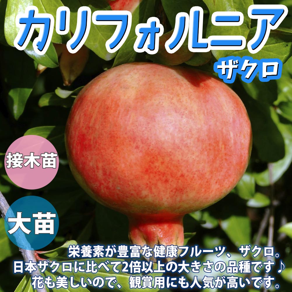 ザクロの苗木 カリフォルニア【果樹苗 2年生 接木苗12～15cmポット／1