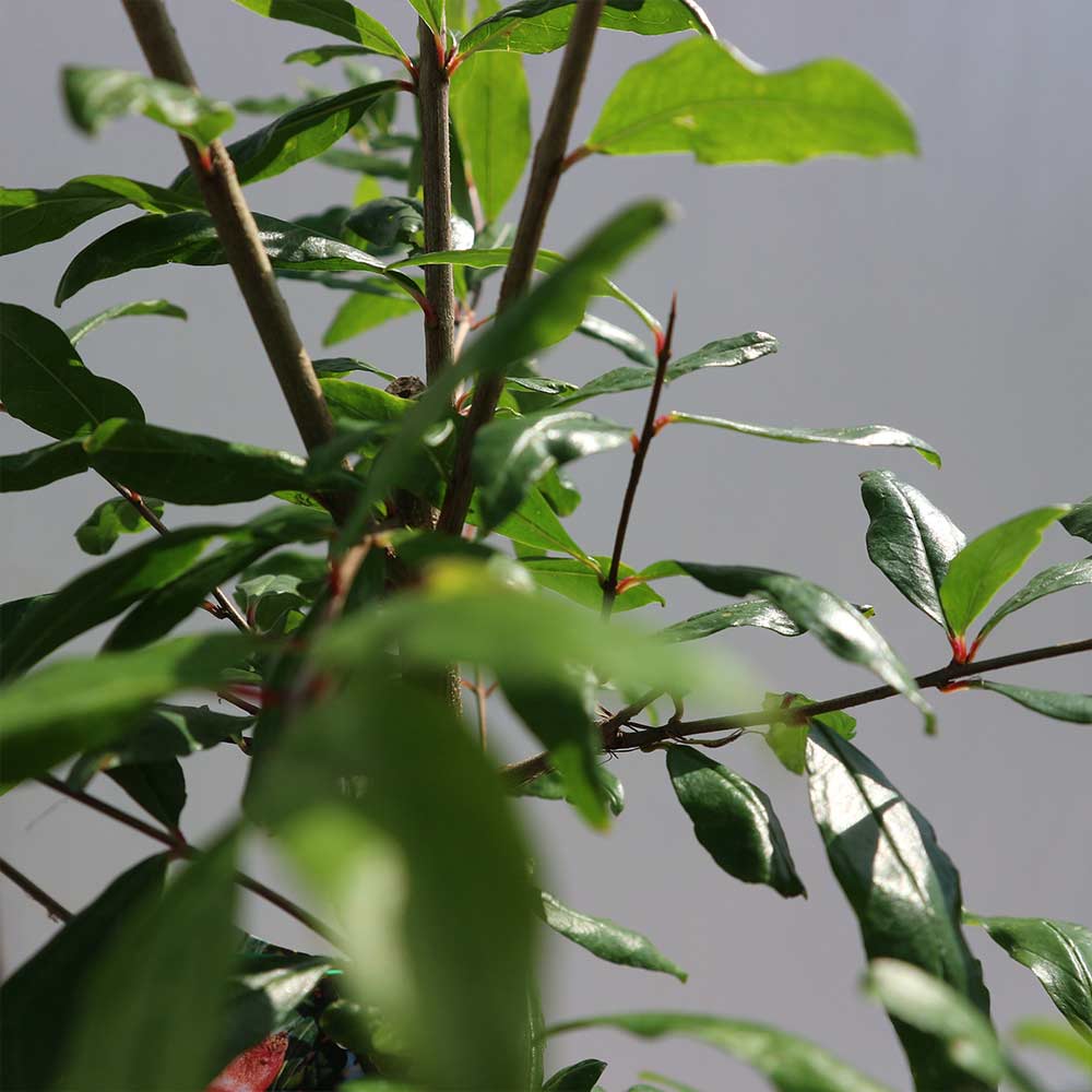 ザクロの苗木 カリフォルニア【果樹苗 2年生 接木苗12～15cmポット／1