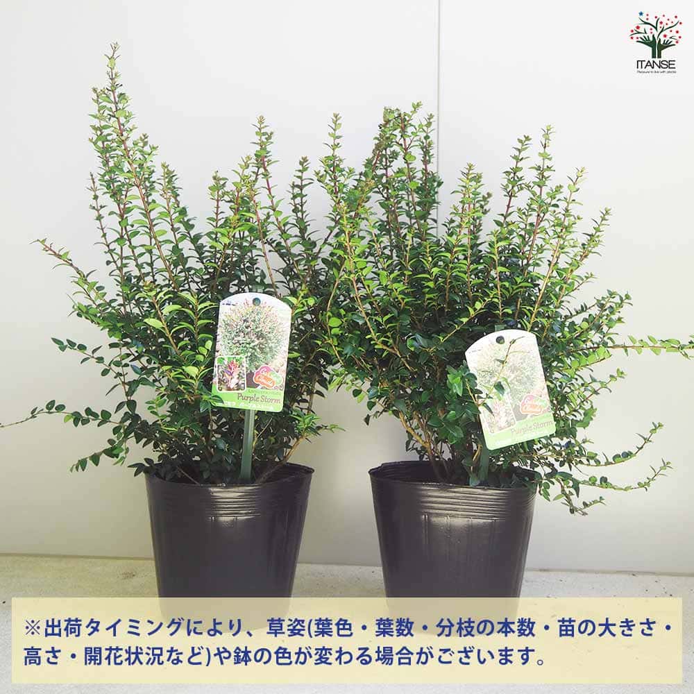 ロニセラ パープルストーム 【花木苗 5号鉢/1個売り】