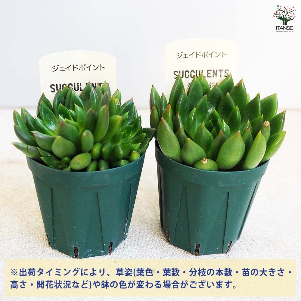 多肉植物 ジェイドポイント 【多肉植物 2.5号鉢／1個売り