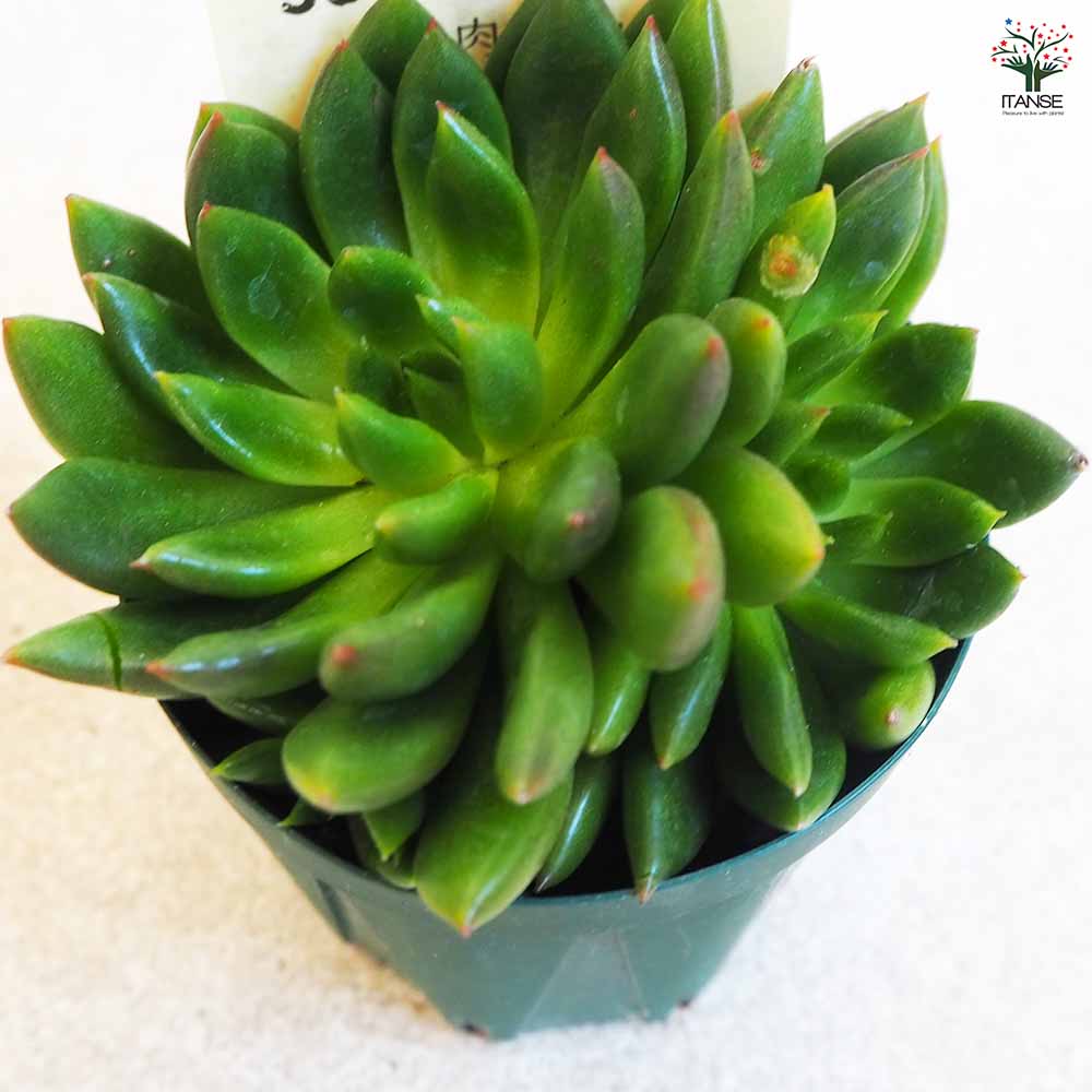 Top【選抜株】多肉植物　263631ジェイド ファイア　12個　鉢無し/脱土 多肉植物 ジェイドポイント 【多肉植物 2.5号鉢／1個売り】｜ 【植物の