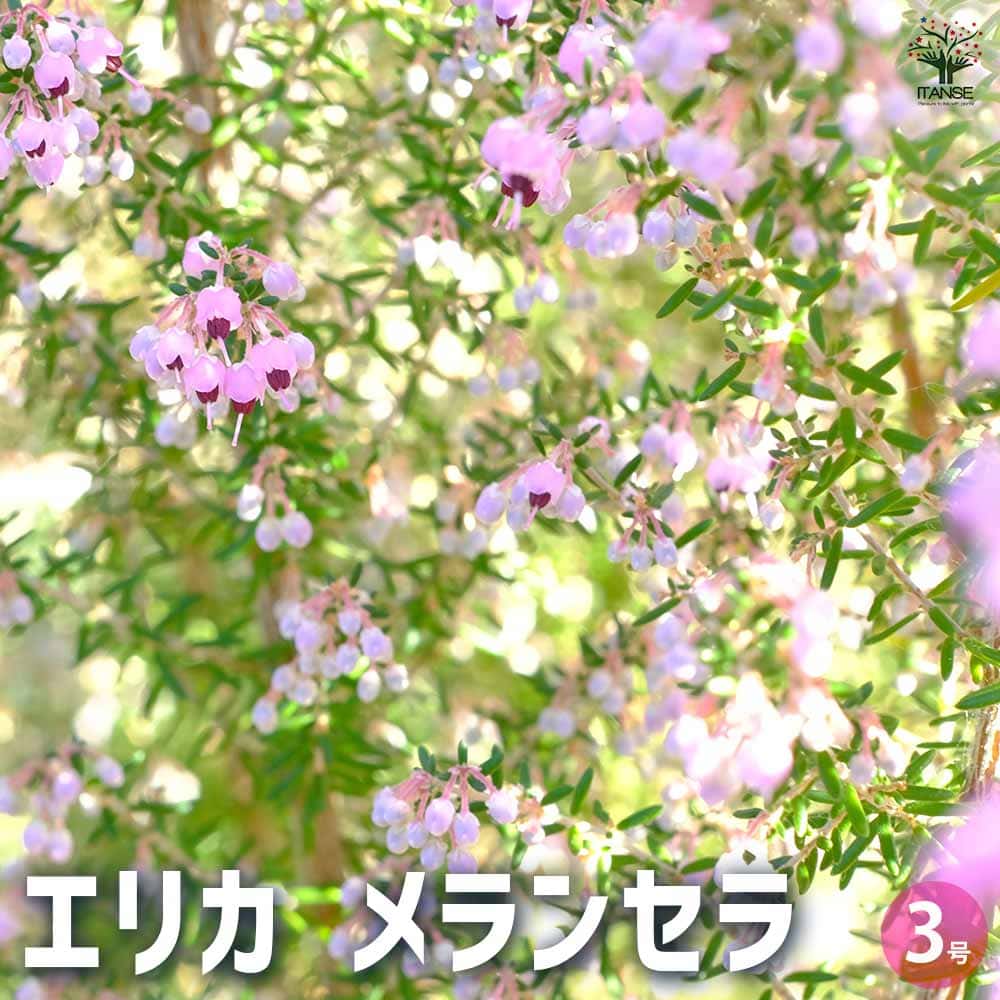 エリカ メランセラ  【花木苗 3号】