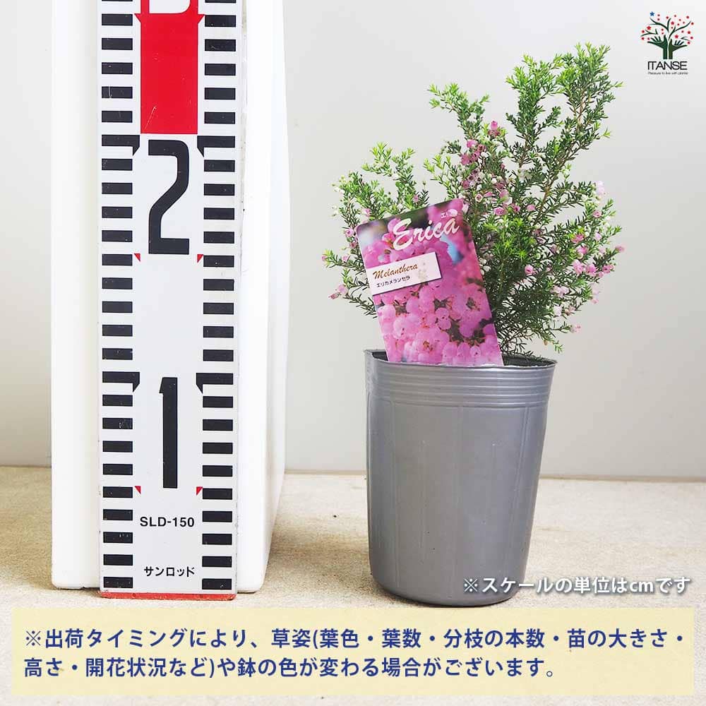 エリカ メランセラ  【花木苗 3号】