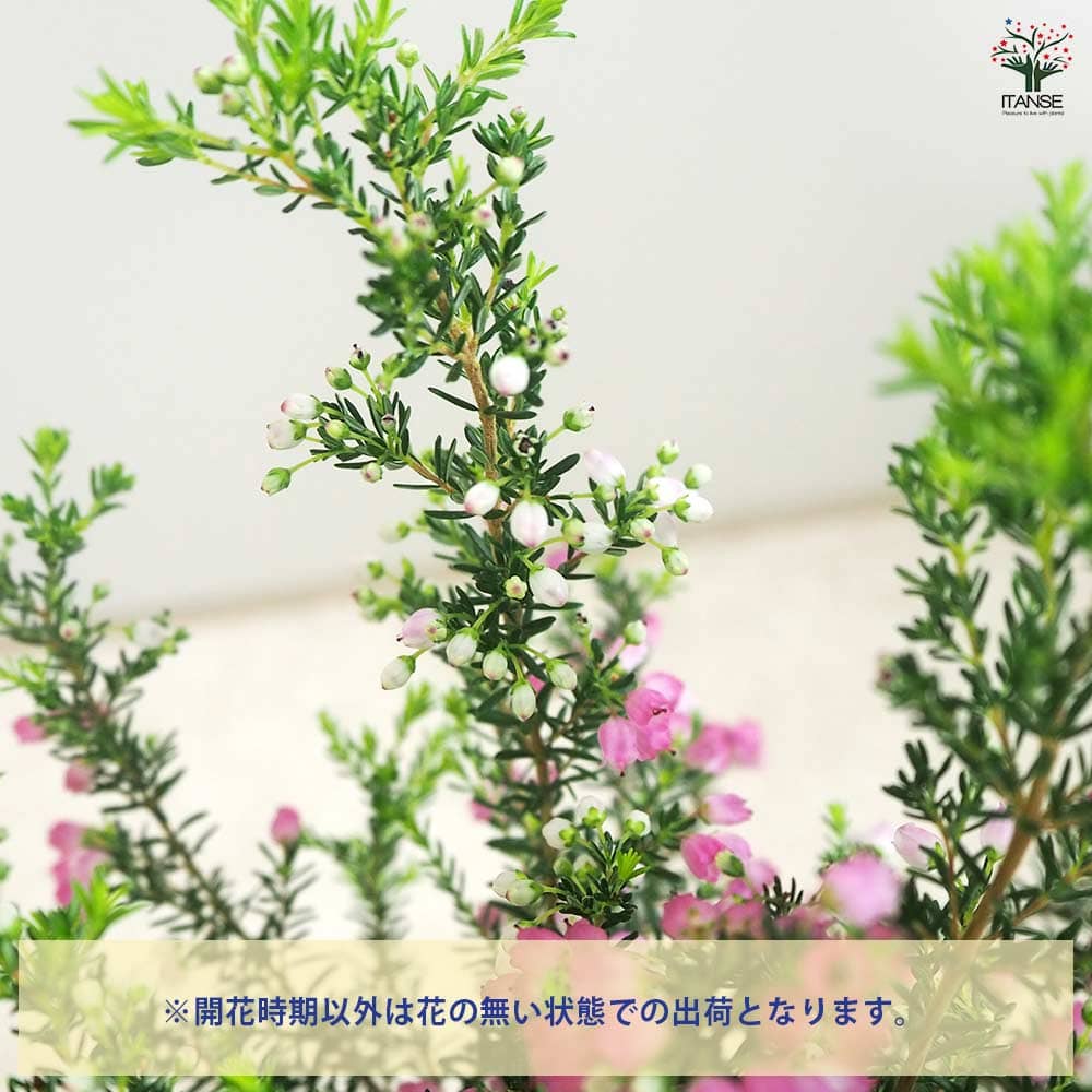 エリカ メランセラ  【花木苗 3号】