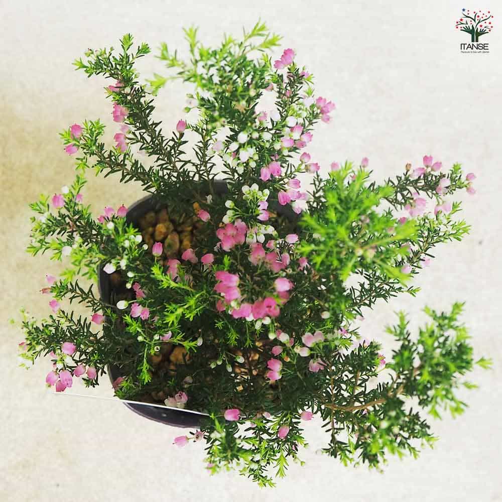 エリカ メランセラ  【花木苗 3号】