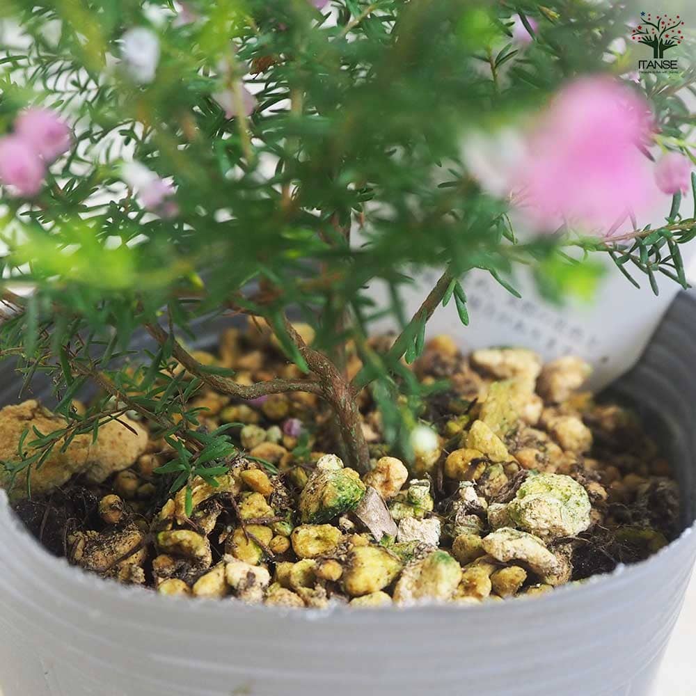 エリカ メランセラ  【花木苗 3号】