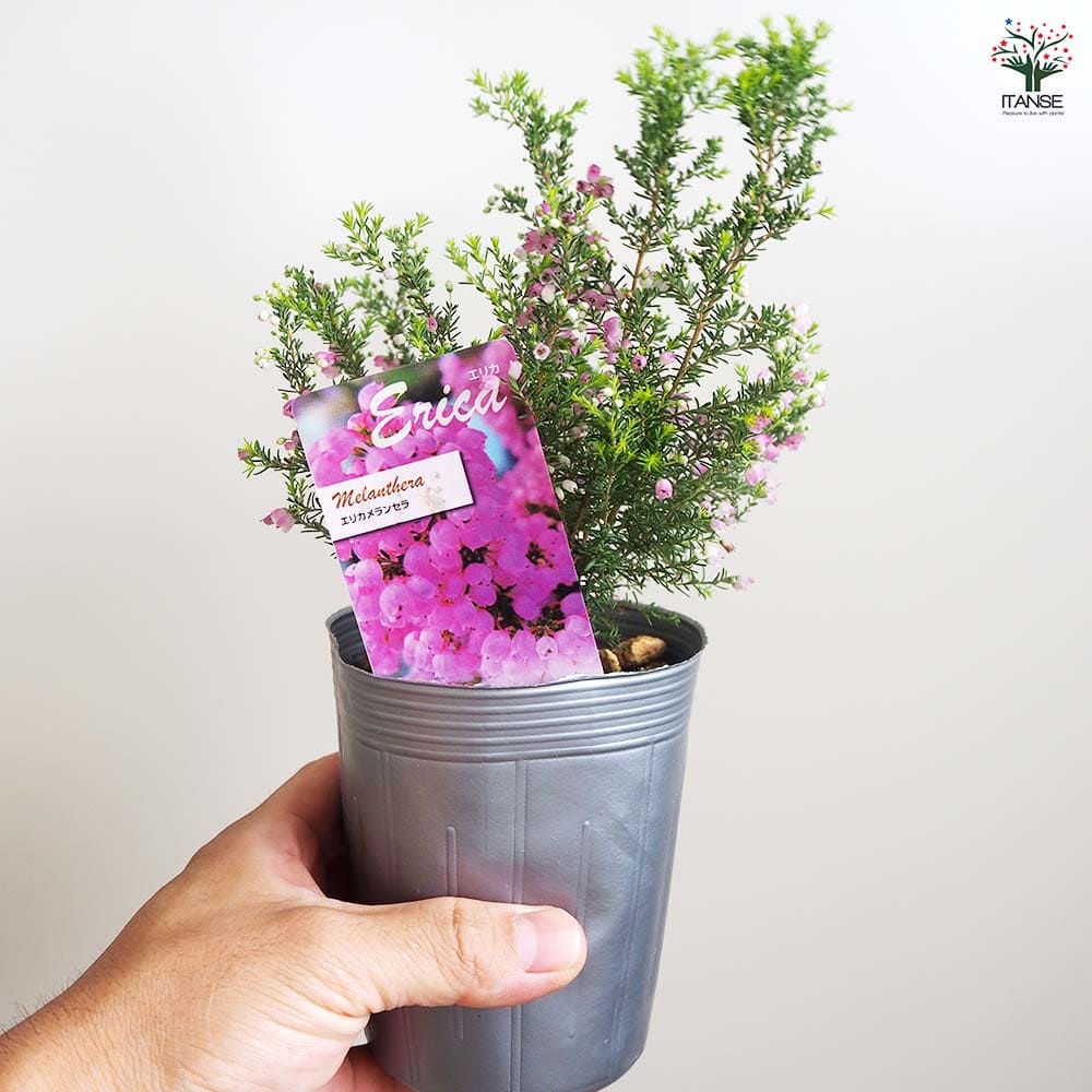 エリカ メランセラ 【花木苗 3号】｜ 【植物のITANSE】全品送料