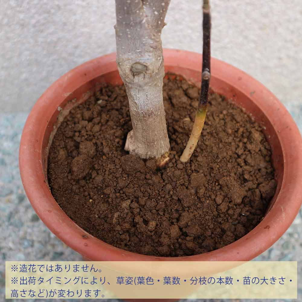 Itanse良品セレクト通販 Itanse良品セレクト通販
