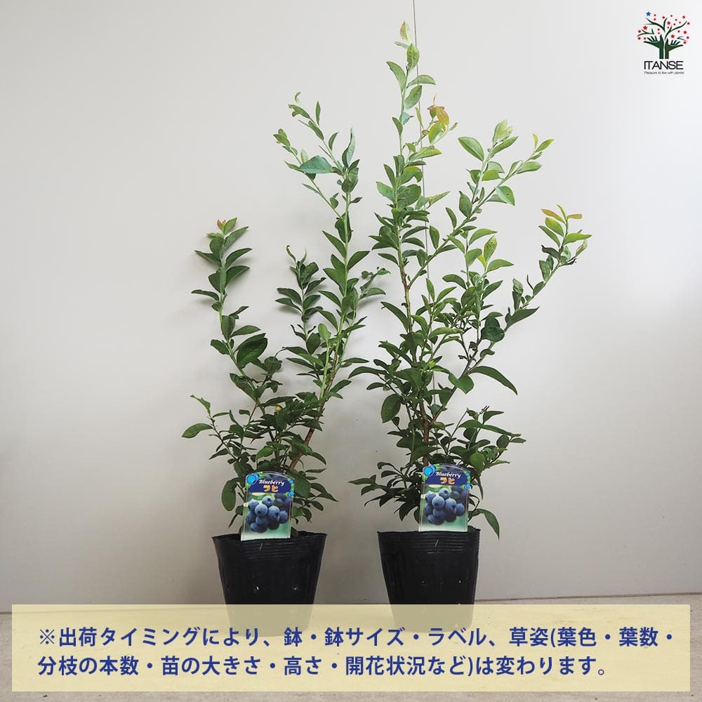 ブルーベリー ラヒ 【果樹の苗木 5号／1個売り】｜ 【植物の