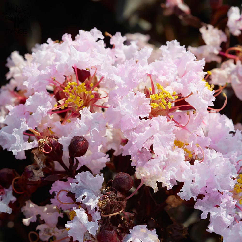 Itanse良品ｾﾚｸﾄ通販