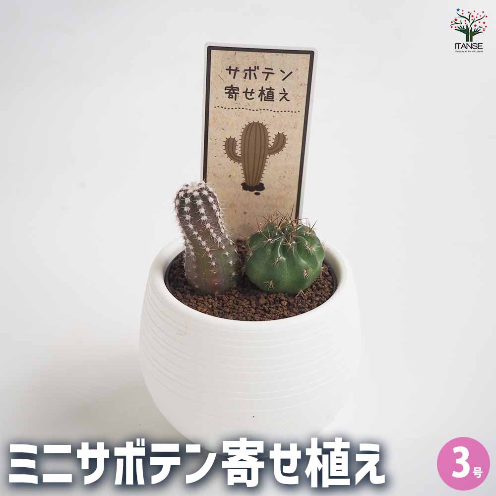 ミニサボテン ダブル 品種mix 【多肉植物 3号】｜ 【植物の