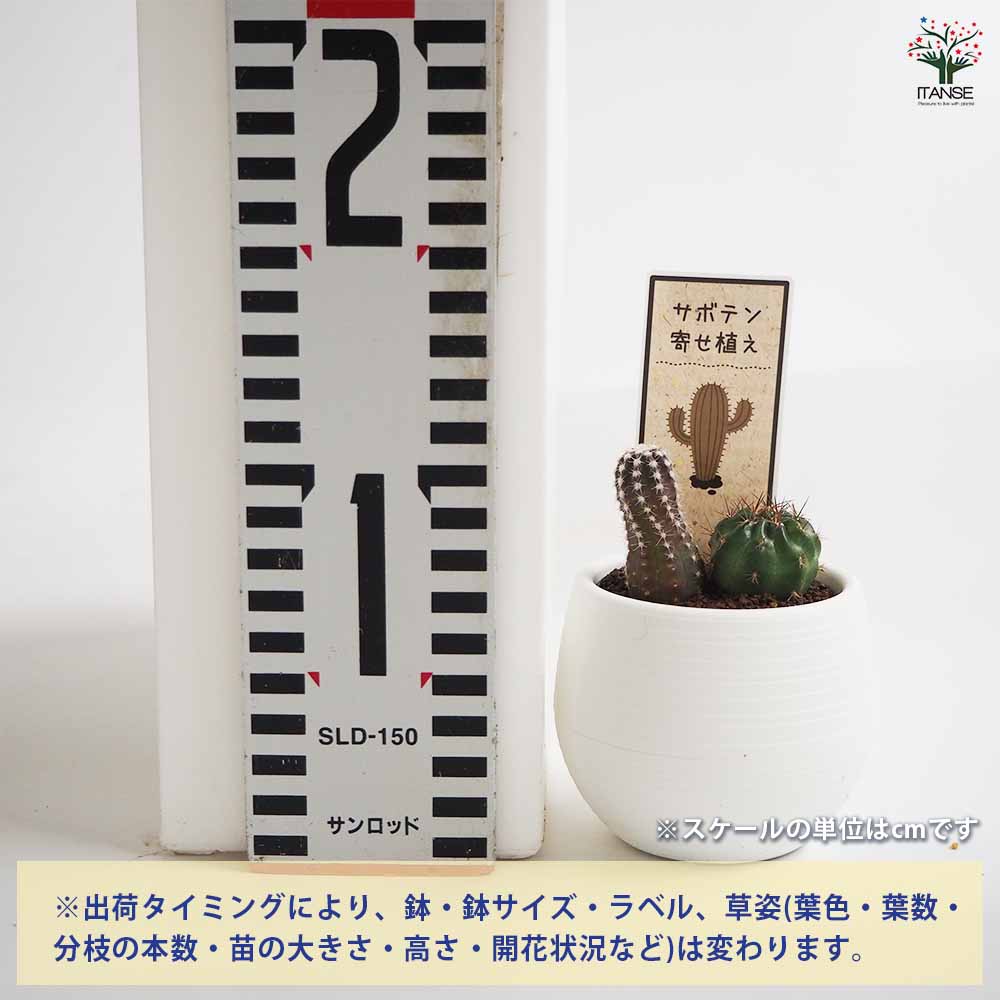 ミニサボテン ダブル 品種mix 【多肉植物 3号】