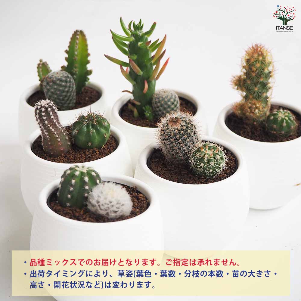 ミニサボテン ダブル 品種mix 【多肉植物 3号】｜ 【植物の