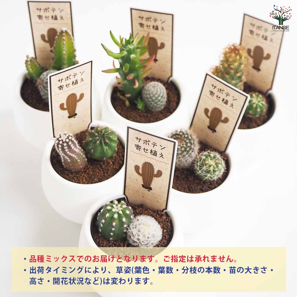 多肉植物　ミニサボテン　抜き苗　おまかせ　100個セット サボテン ミニサボテン 抜き苗 100個 おまかせ 多肉植物 - メルカリ