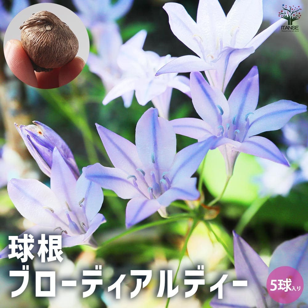 ブローディア・ルディー 【花球根／お買い得5球セット】