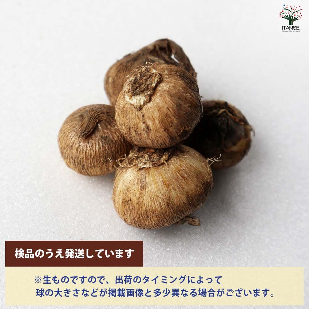 ブローディア・ルディー 【花球根／お買い得5球セット】