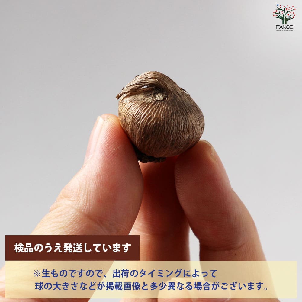 ブローディア・ルディー 【花球根／お買い得5球セット】