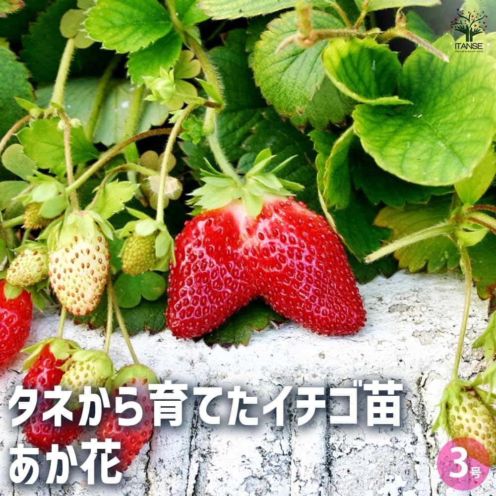 いちごの苗 タネから育てたイチゴ苗 あか花2個～ 【野菜の苗 3号】