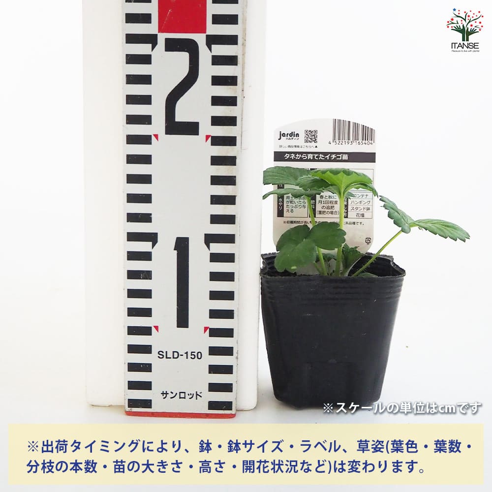 いちごの苗 タネから育てたイチゴ苗 あか花2個～ 【野菜の苗 3号】