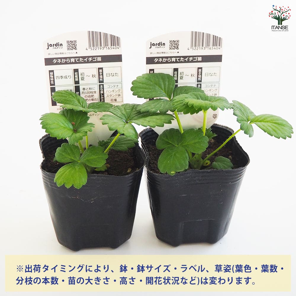 いちご苗３寸６０個セット いちご苗3寸60個セット 専用出品 いちご苗3寸60個セット