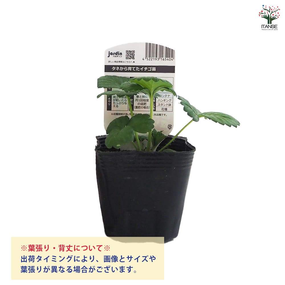 いちごの苗 タネから育てたイチゴ苗 あか花2個～ 【野菜の苗 3号】