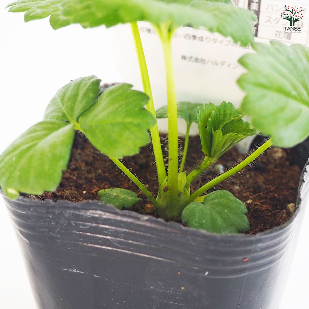 いちごの苗 タネから育てたイチゴ苗 あか花2個～ 【野菜の苗 3号】