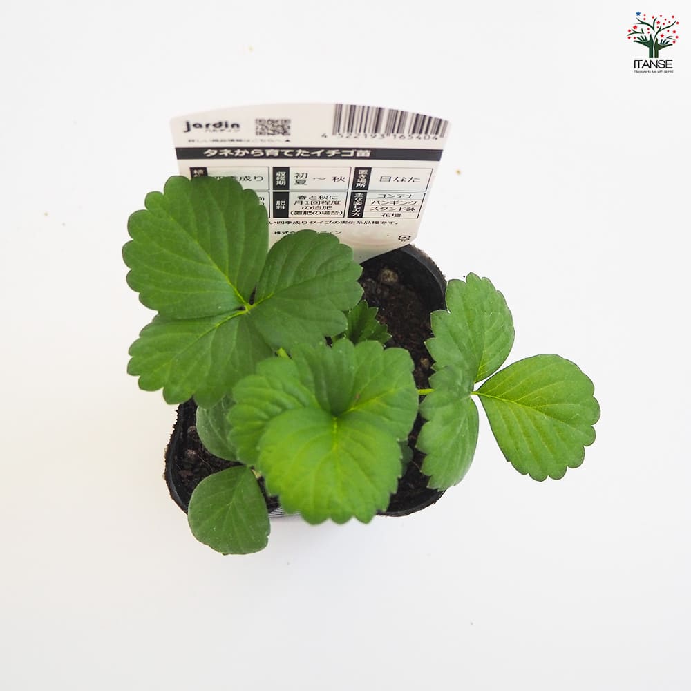 いちごの苗 タネから育てたイチゴ苗 あか花2個～ 【野菜の苗 3号】