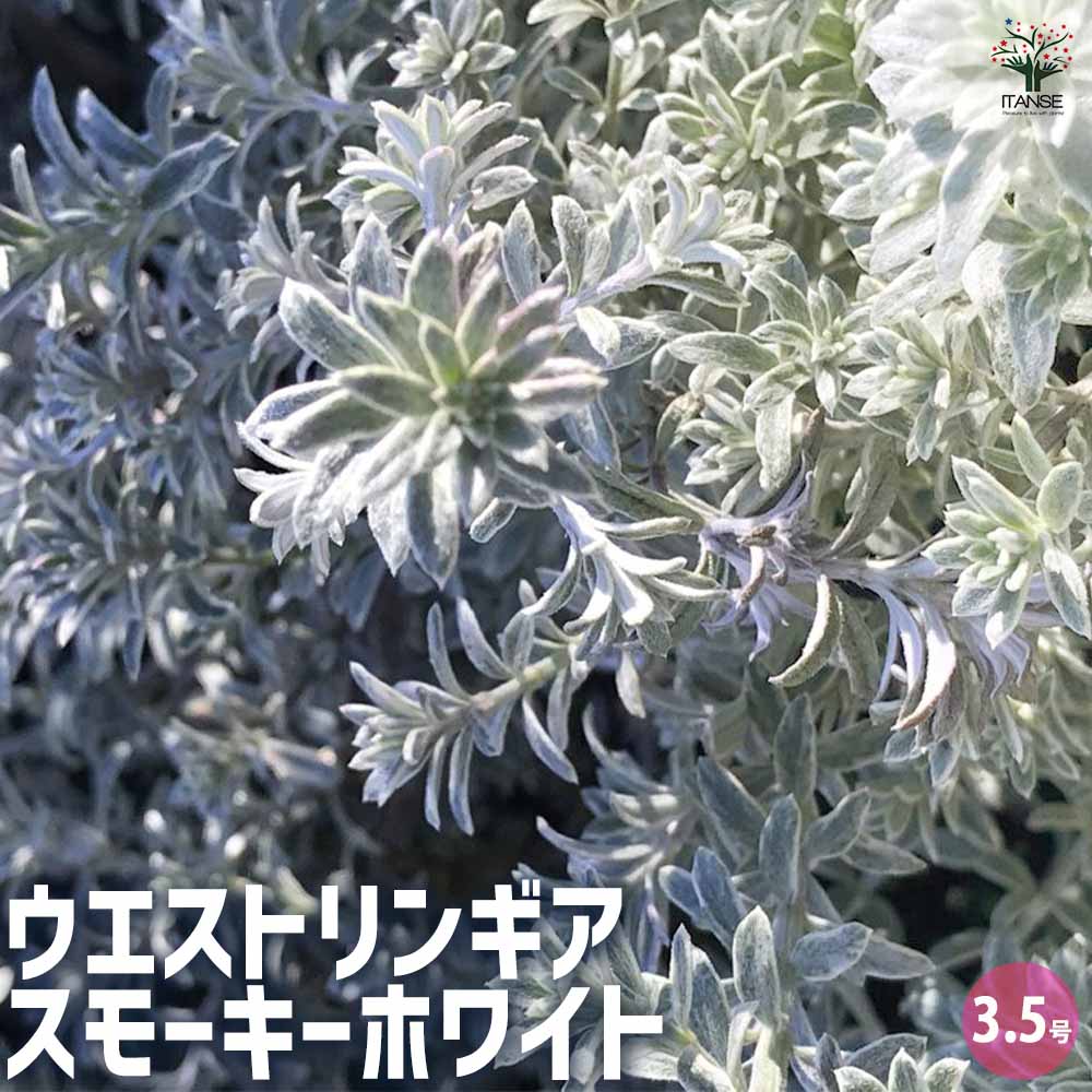 ウエストリンギア・スモーキーホワイト 【庭木 3.5号ポット／1個売り】