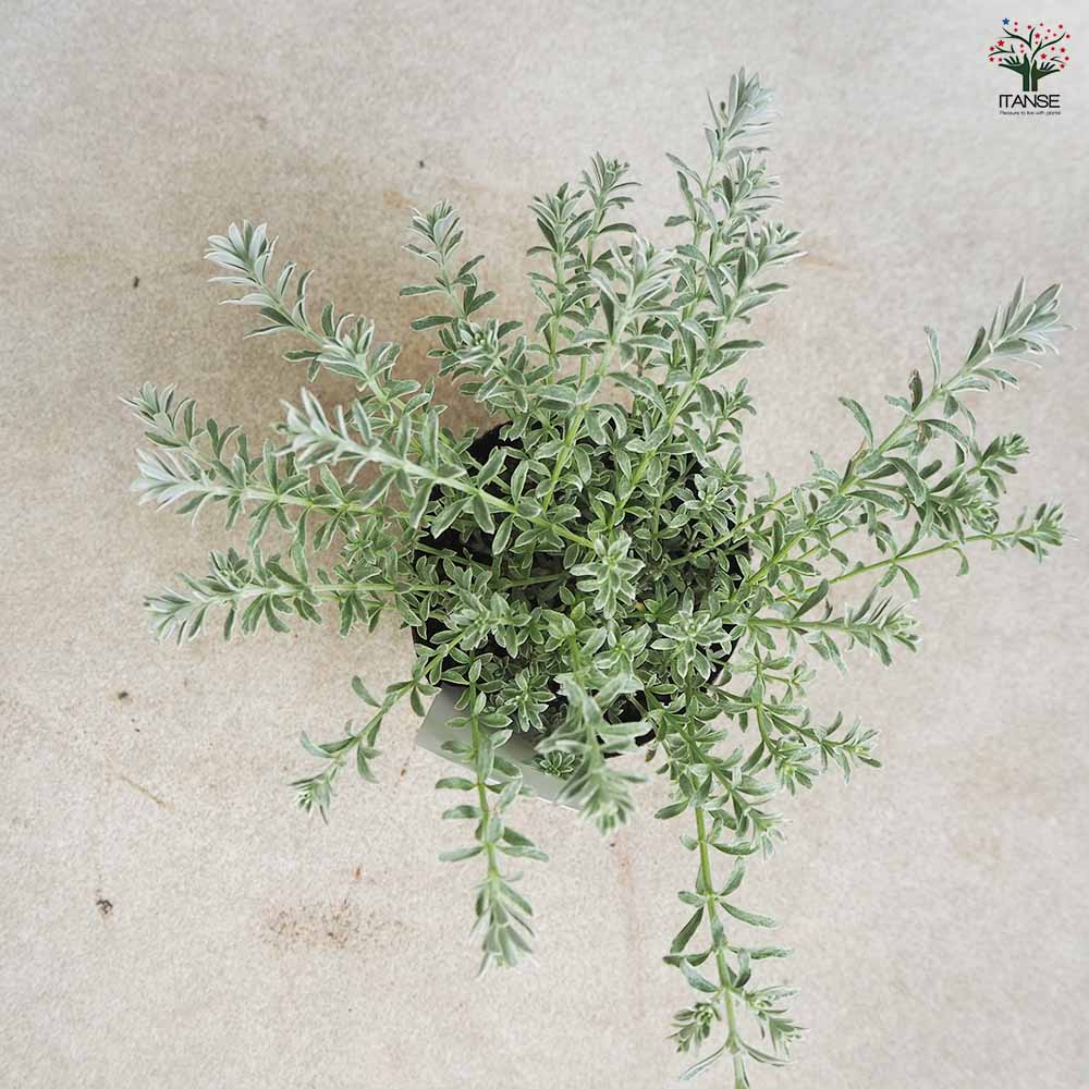 ウエストリンギア・スモーキーホワイト 【庭木 3.5号ポット／1個売り