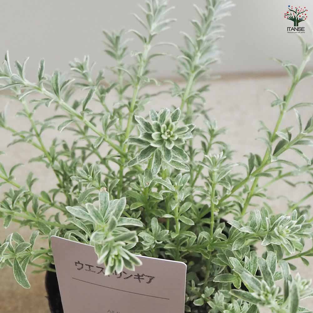 ウエストリンギア・スモーキーホワイト 【庭木 3.5号ポット／1個売り】